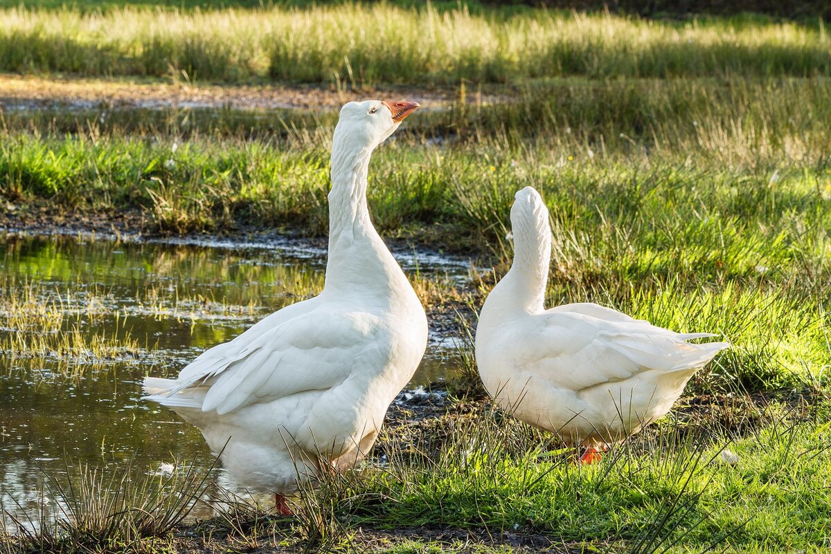 Ландская порода гусей. Украинский гусь. Кубанская порода гусей. Красивый гусь. Гуси породы холмогоры.