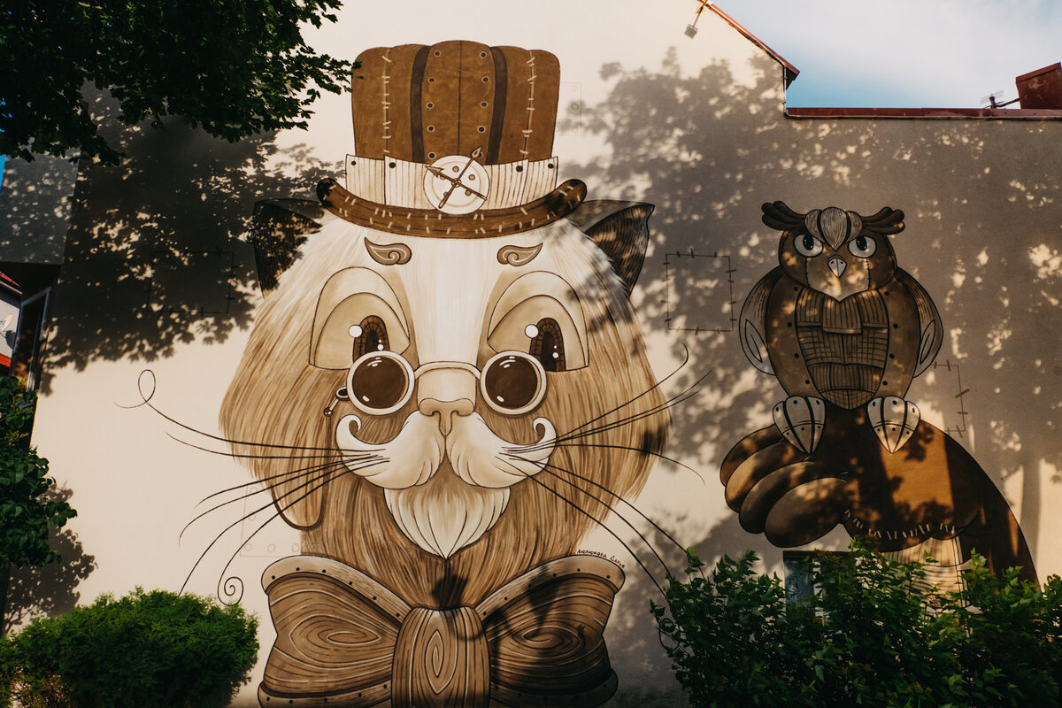 Коты Зеленоградска