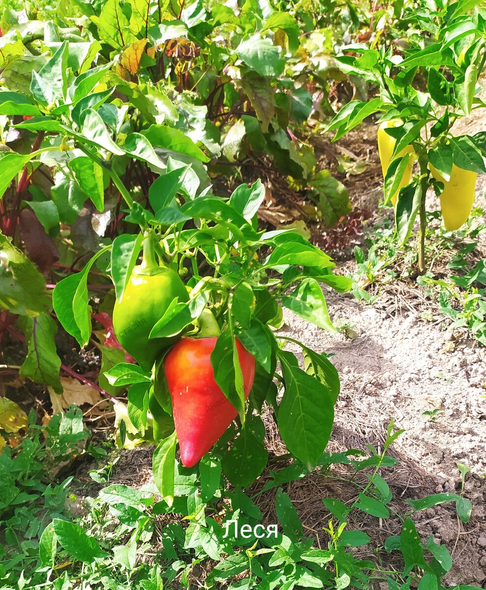 Перец Леся.
