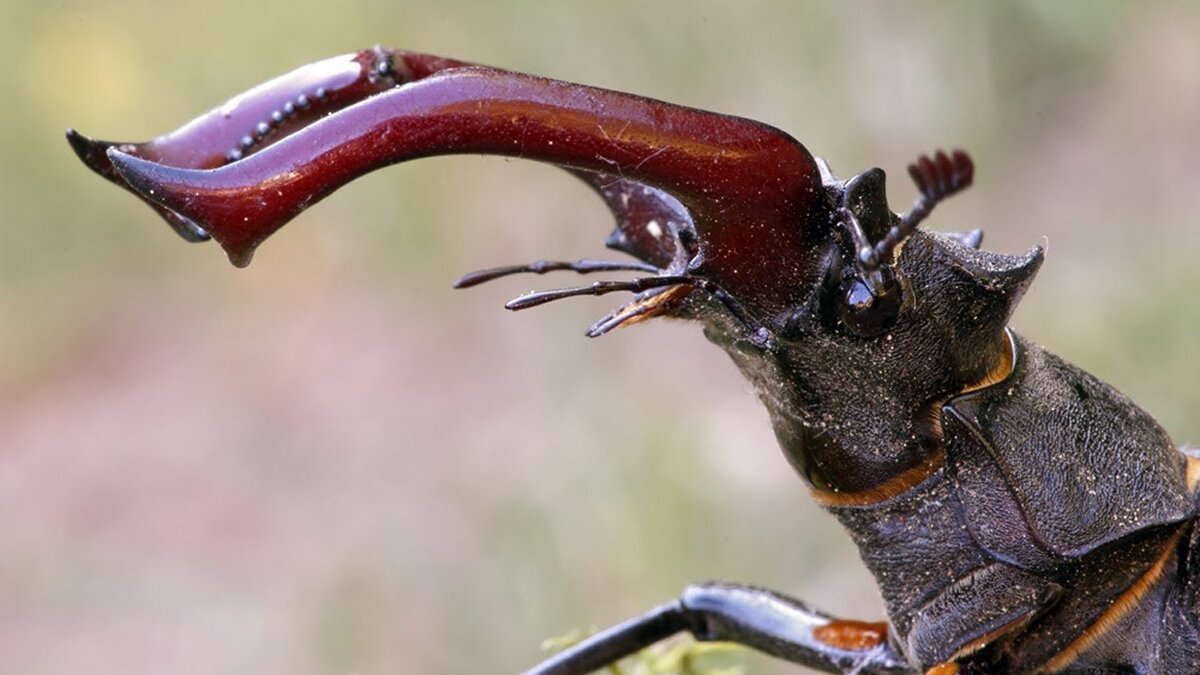 Жук олень – редкость русского леса | Paleo-end-arthropods (Доисторическая  фауна и членистоногие) | Дзен