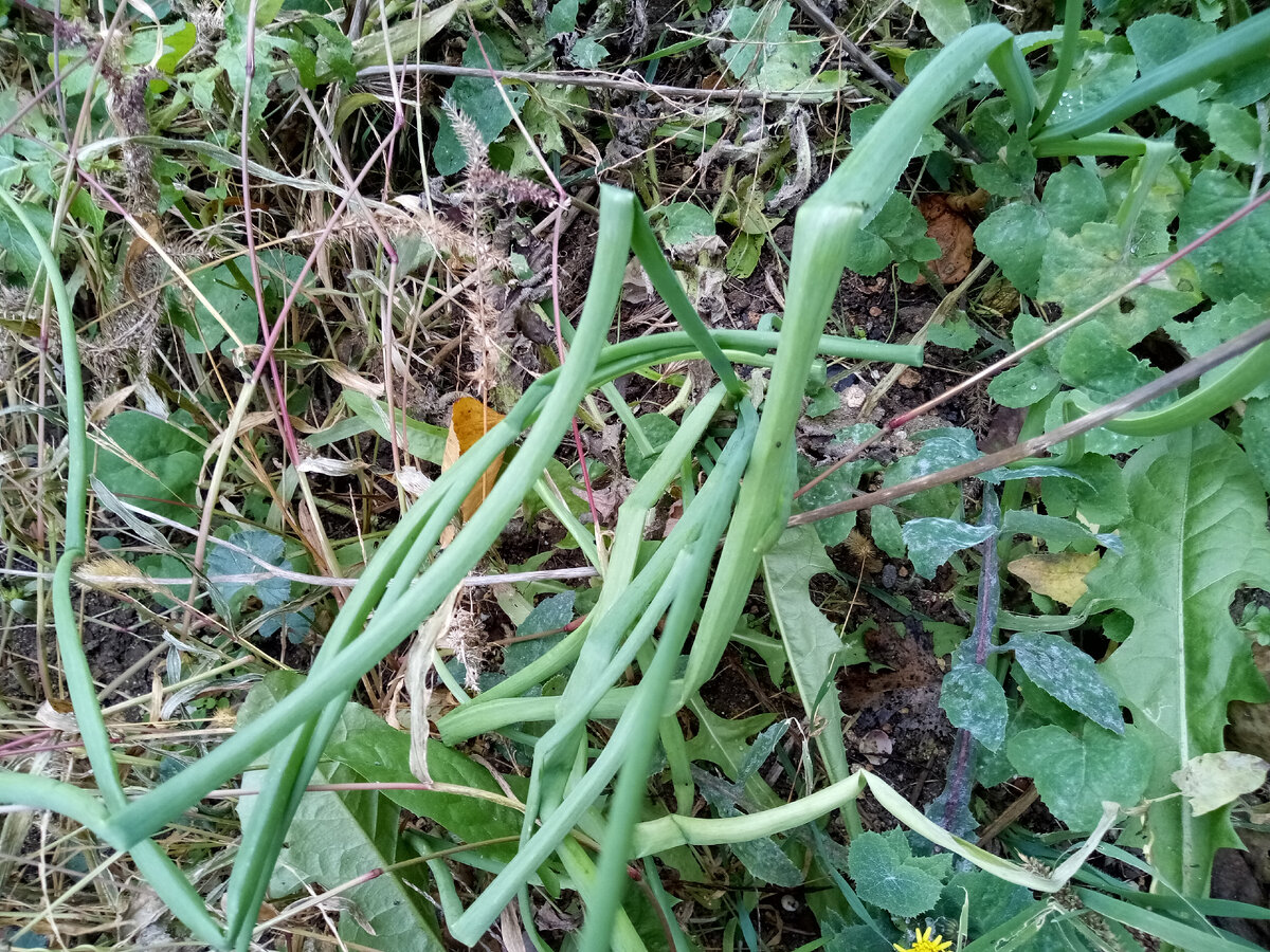 лучок среди зарослей