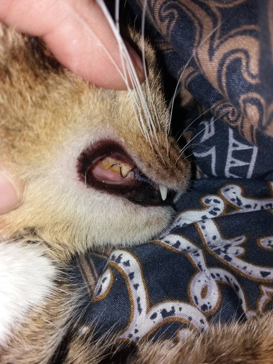 Справа зубки