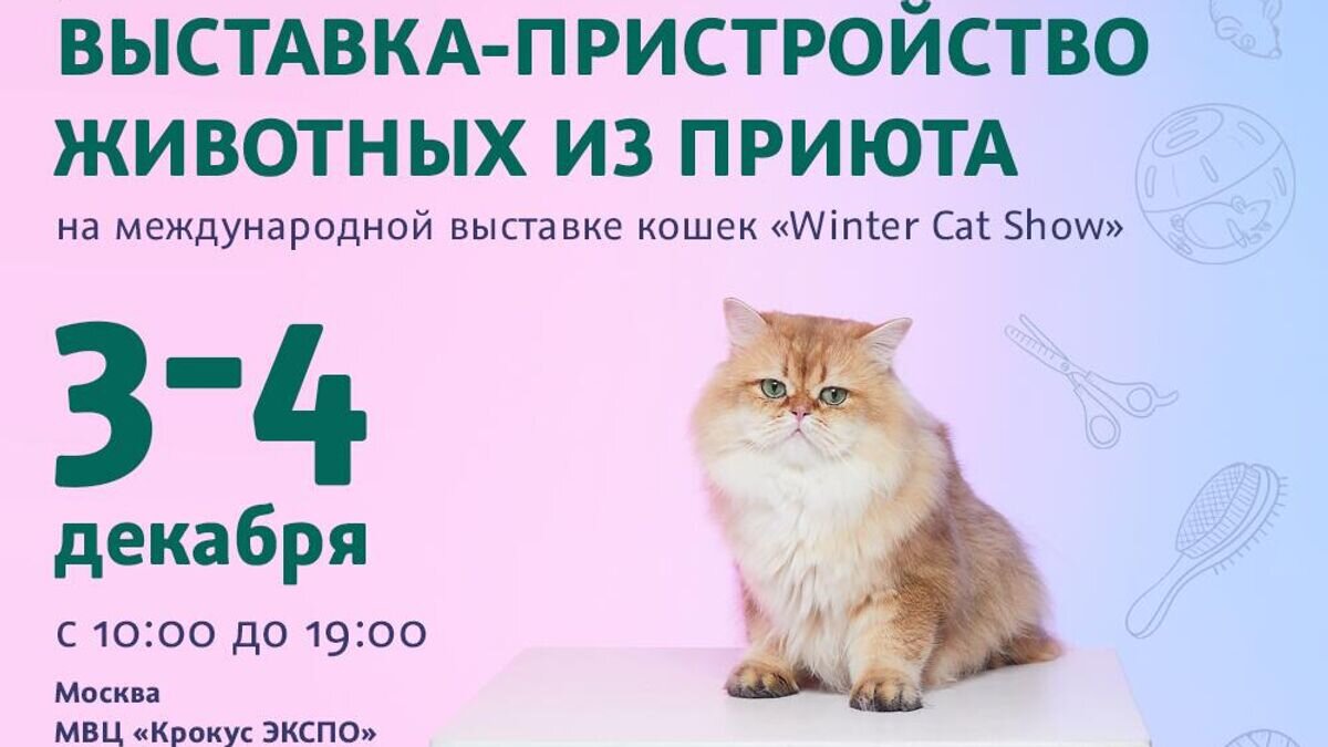    Выставка бездомных животных. Центр "Юна" и Winter cat show© Центр реабилитации животных "ЮНА"