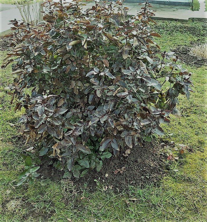 одинокий куст. Фото автора канала.