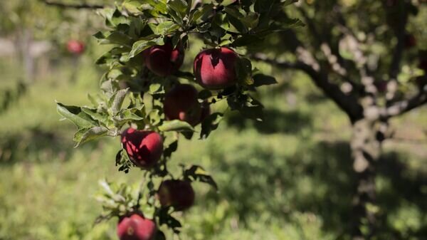    © Sputnik / Наталья Айриян