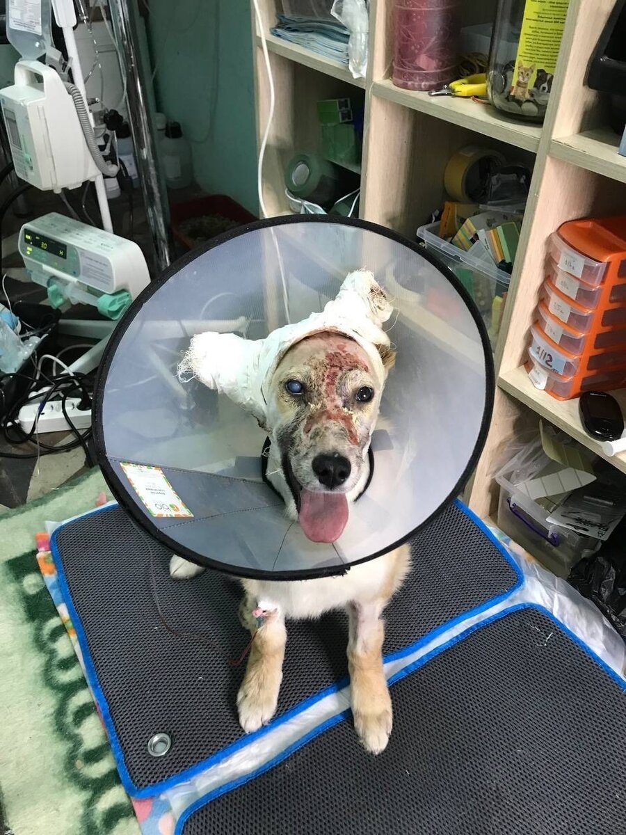 Альфа пришла пришла в себя. Пятый день борьбы.