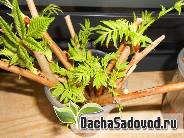 Весеннее укоренение черенков декоративных кустарников - фото автора (dachasadovod.ru)