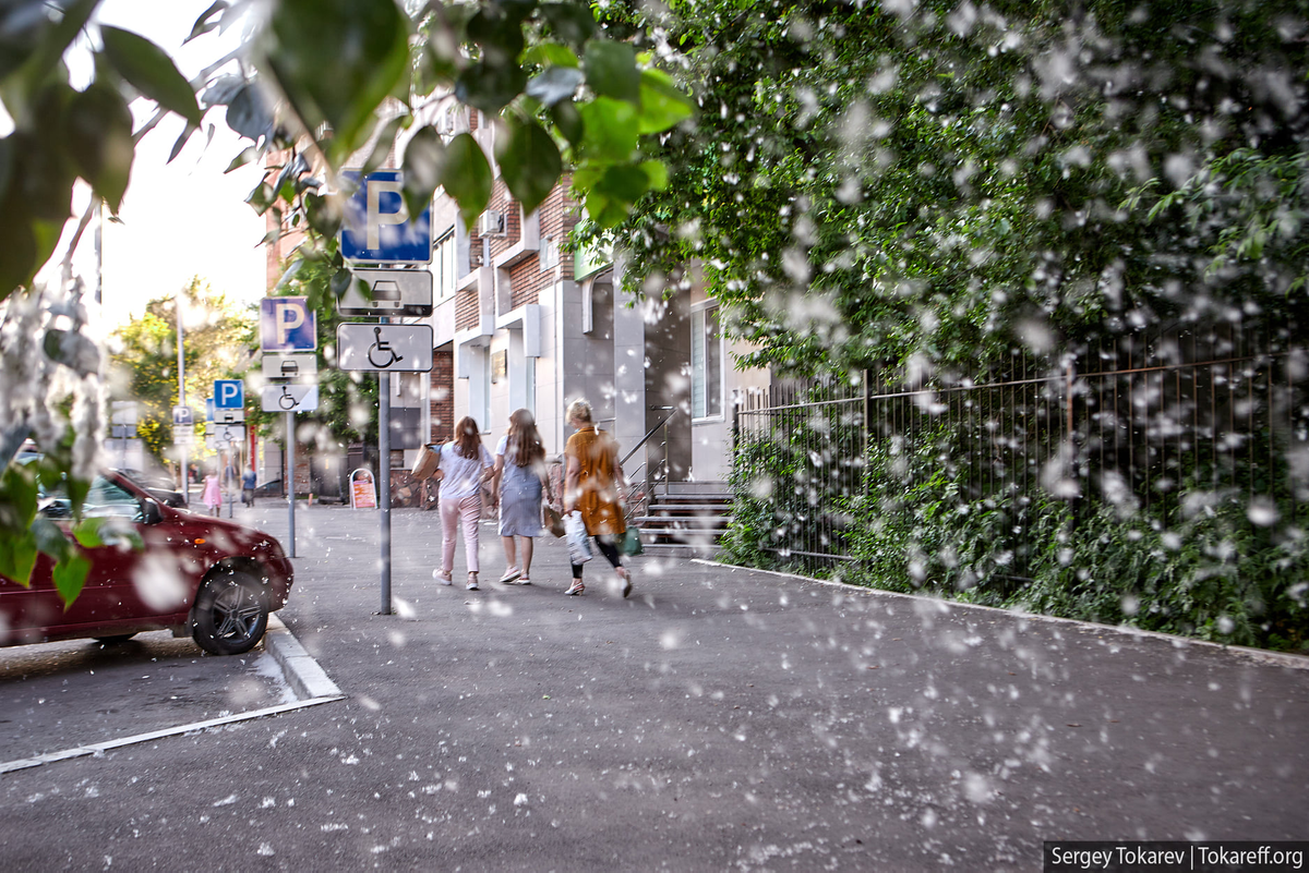 тополиный пух в Красноярске