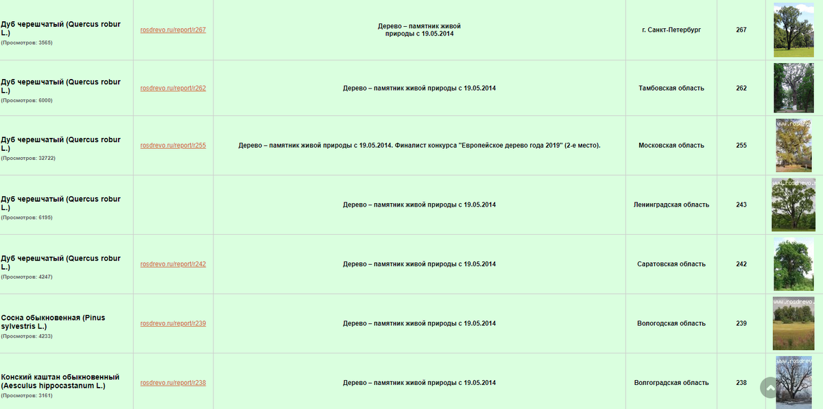 Скриншот из Всероссийского реестра деревьев