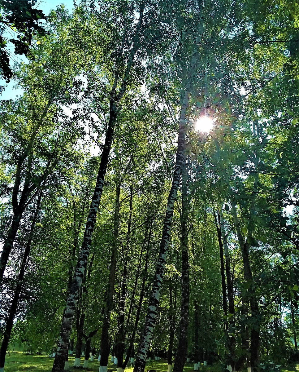                                                        Роща счастья. Снимок автора канала.