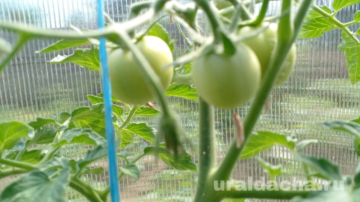 Выращивание томатов требует от садоводов не мало усилий, начиная от посадки семян и до сбора урожая.-3