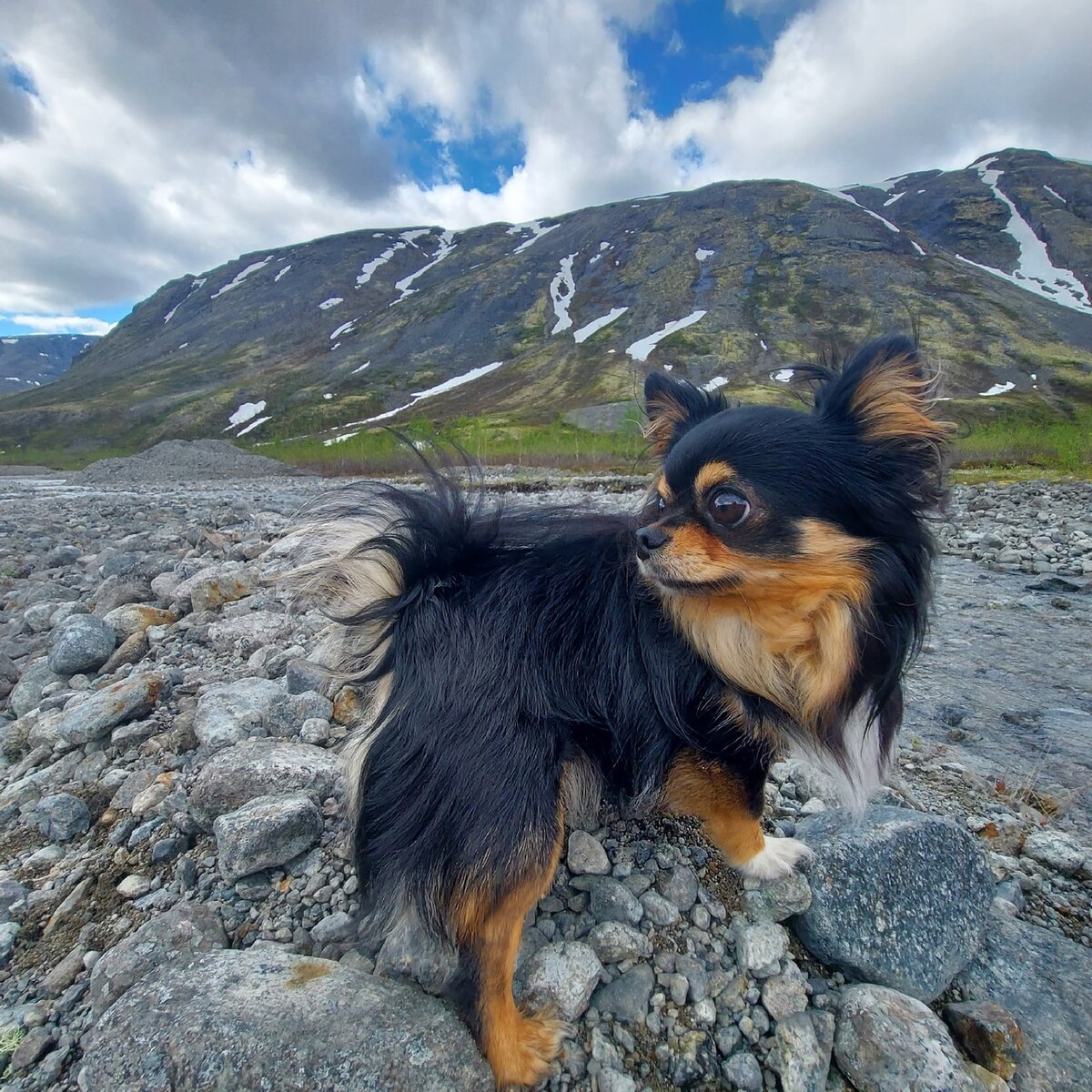 Полноправный член нашей команды путешественников.  В горах ему очень понравилось.