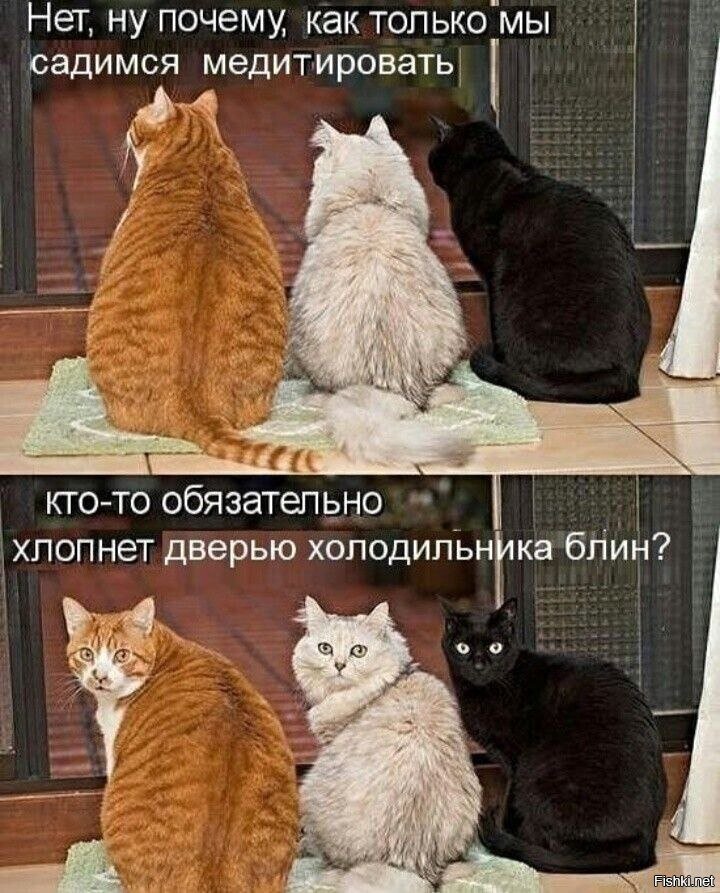 Котяра вырос упитанным и круглым, поэтому передвигался исключительно перекатыванием, а на дальние расстояния - пинками. 