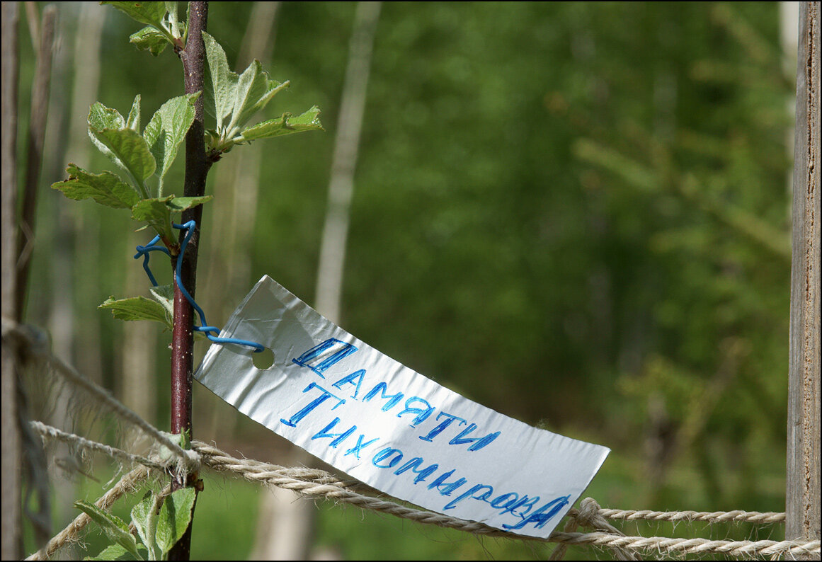 Памяти Тихомирова. Фото автора