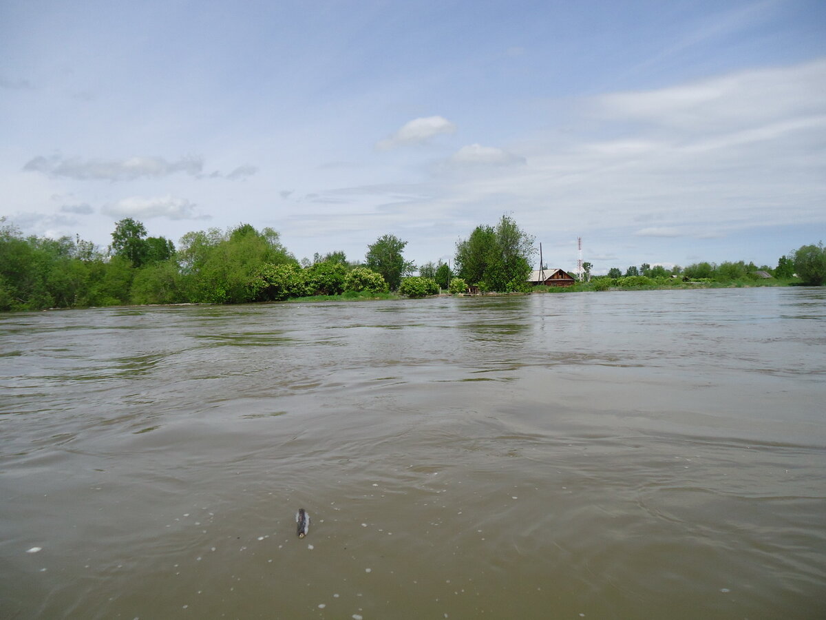 Паводок - это подтопление местности в результате подъема уровня воды в реке, озере. Летние паводки обычно вызваны большим количеством дождей. 
Основными факторами опасности наводнений и паводков считают: разрушение домов и зданий, мостов; размыв железнодорожных и автомобильных дорог; аварии на инженерных сетях; уничтожение посевов; жертвы среди населения и гибель животных.

Как действовать при угрозе паводка

Действия в случае угрозы возникновение паводка:

· Внимательно слушайте информацию о чрезвычайной ситуации и инструкции о порядке действий, не пользуйтесь без необходимости телефоном, чтобы он был свободным для связи с вами.

· Сохраняйте спокойствие, предупредите соседей, окажите помощь инвалидам, детям и людям преклонного возраста.

· Узнайте в местных органах государственной власти и местного самоуправления место сбора жителей для эвакуации и готовьтесь к ней.

· Подготовьте документы, одежду, наиболее необходимые вещи, запас продуктов питания на несколько дней, медикаменты. Сложите все в чемодан. Документы сохраняйте в водонепроницаемом пакете.

· Разъедините все потребители электрического тока от электросети, выключите газ.

· Перенесите ценные вещи и продовольствие на верхние этажи или поднимите на верхние полки.

· Перегоните скот, который есть в вашем хозяйстве, на возвышенную местность.

Действия в зоне внезапного затопления во время паводка:

· Сохраняйте спокойствие, не паникуйте.

· Быстро соберите необходимые документы, ценности, лекарства, продукты и прочие необходимые вещи.

· Окажите помощь детям, инвалидам и людям преклонного возраста. Они подлежат эвакуации в первую очередь.

· По возможности немедленно оставьте зону затопления.

· Перед выходом из дома отключите электро- и газоснабжение, погасите огонь в печах. Закройте окна и двери, если есть время - закройте окна и двери первого этажа досками (щитами).

· Отворите хлев - дайте скоту возможность спасаться.

· Поднимитесь на верхние этажи. Если дом одноэтажный - займите чердачные помещения.

· До прибытия помощи оставайтесь на верхних этажах, крышах, деревьях или других возвышениях, сигнализируйте спасателям, чтобы они имели возможность быстро вас обнаружить.

· Проверьте, нет ли вблизи пострадавших, окажите им, по возможности, помощь.

· Оказавшись в воде, снимите с себя тяжёлую одежду и обувь, отыщите вблизи предметы, которыми можно воспользоваться до получения помощи.

· Не переполняйте спасательные средства (катера, лодки, плоты)


Возвращаясь домой после спада воды:

- Остерегайтесь порванных и провисших электрических проводов. Перед тем, как войти в здание проверьте, не угрожает ли оно обрушением или падением какого-либо предмета.

- Проветрите здание (для удаления накопившихся газов).

- Не употребляйте в пищу продукты питания, которые были в контакте с водой.

- Не употребляйте питьевую воду из затопленных колодцев.

- Перед входом в свой дом убедитесь в его надёжности, проветрите помещение, не включайте электроприборы, не пользуйтесь источниками открытого огня, не пользуйтесь спичками до полного проветривания помещений, проверьте исправность электропроводки, трубопроводов газоснабжения, водопровода и канализации, не пользуйтесь ими до получения соответствующего разрешения специалистов.

- Для просушивания помещений откройте все двери и окна, уберите грязь с пола и стен, откачайте воду из подвалов.