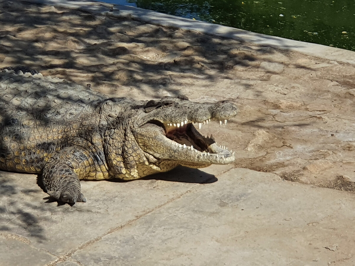 Otjiwarongo Crocodile Ranch