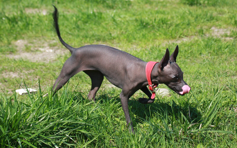 Интересно, что заводчики ксоло нередко рекомендуют покупателям щенков обязательно использовать в летний период солнцезащитный крем. Фото @kinologsmirnov.ru