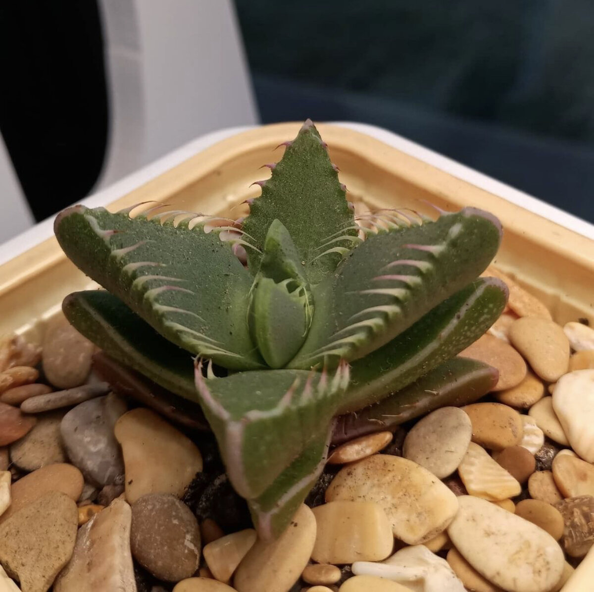 Суккулент «Фаукария» 