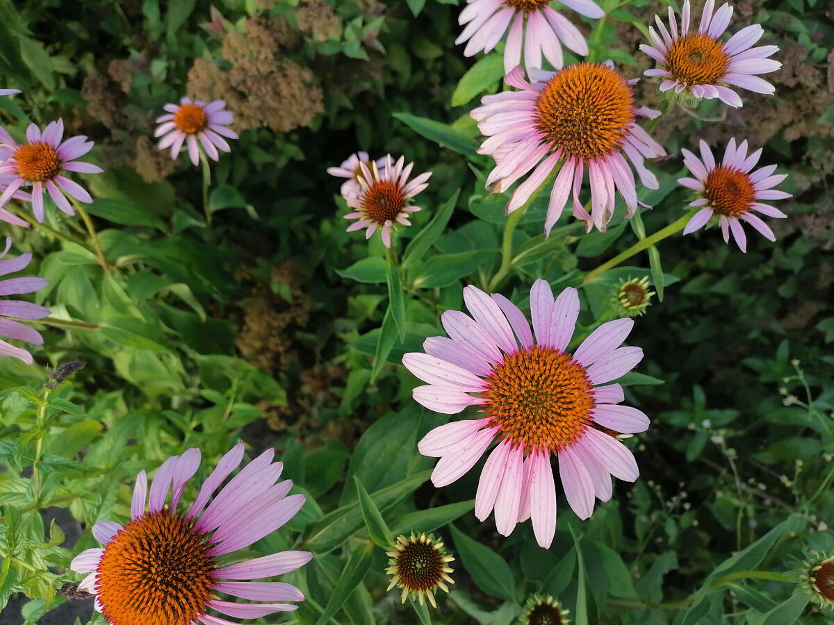 Эхинацея пурпурная