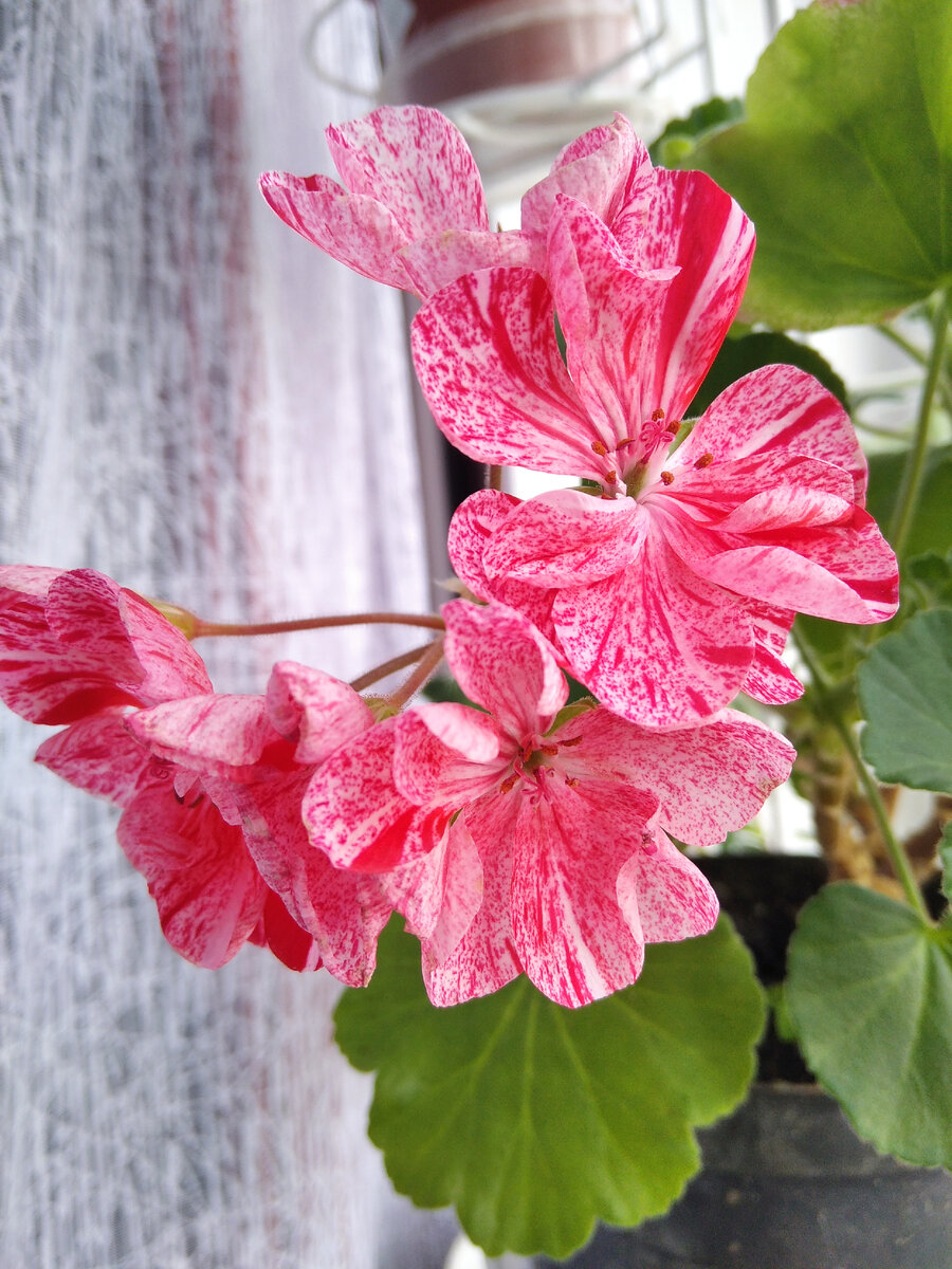 Пеларгония с веснушками. Домашнее название. 