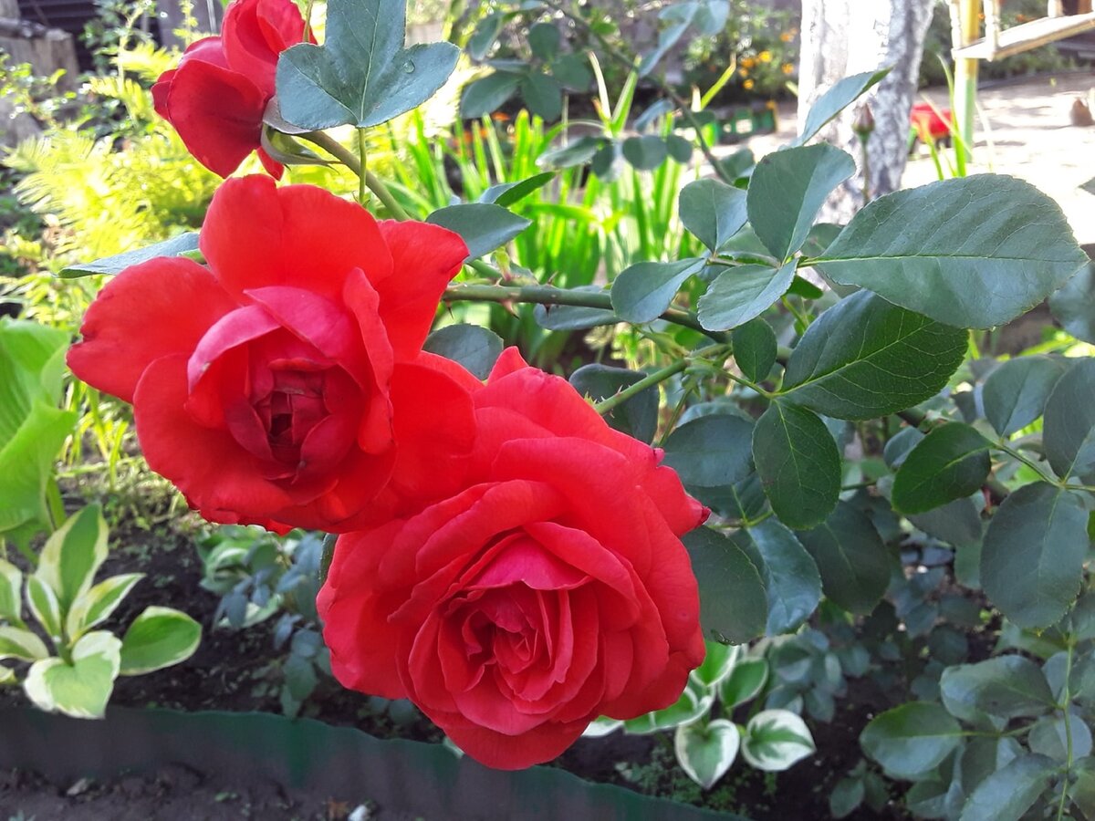 Плетистая роза, сорт Salita