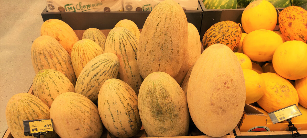 Много не зрелых плодов с зеленоватыми прожилками. Сорт "Торпеда". Выбрали для себя с равномерной , жёлтой окраской кожуры.