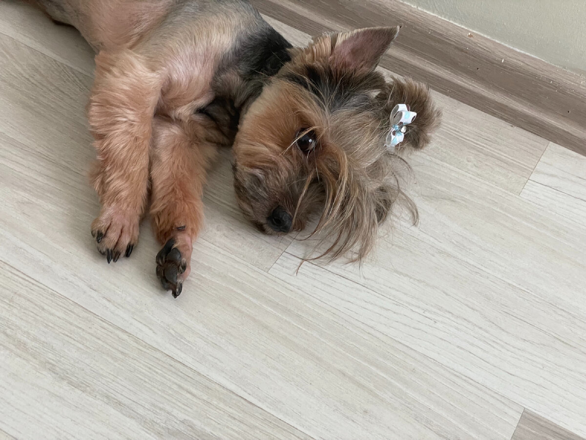 А это наш Жосик 