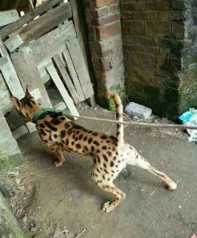 Фото с китайского интернета