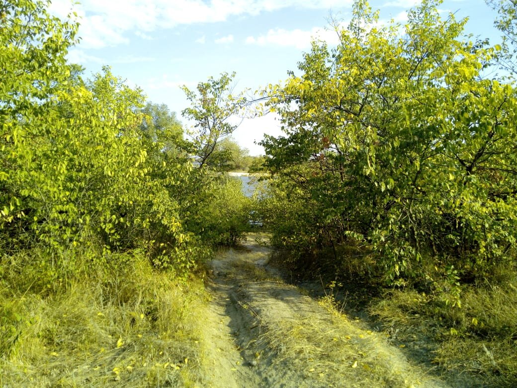     Эта дорога ведет прямо к Дону. Дальше небольшой спуск и обрыв. Везде песок, по обеим сторонам от дороги растут старые яблони