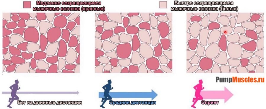 Быстрые типы мышечных волокон