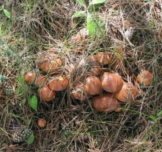 вот такими кучками растут маслята в нашем перелеске. фото из открытого источника яндекс.картинки.