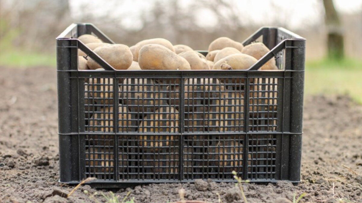 Фото:www.farminguk.com Британские ученые разработали технологию выявления болезней картофеля.