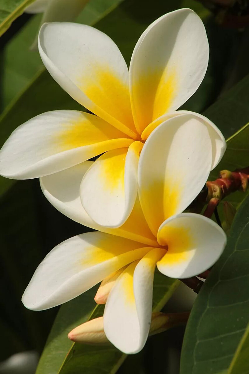 Цветение восхительное (фото из интернета)