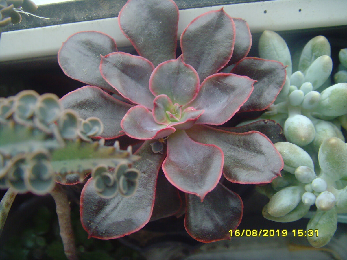 эхеверия Пейнтед Фрилс