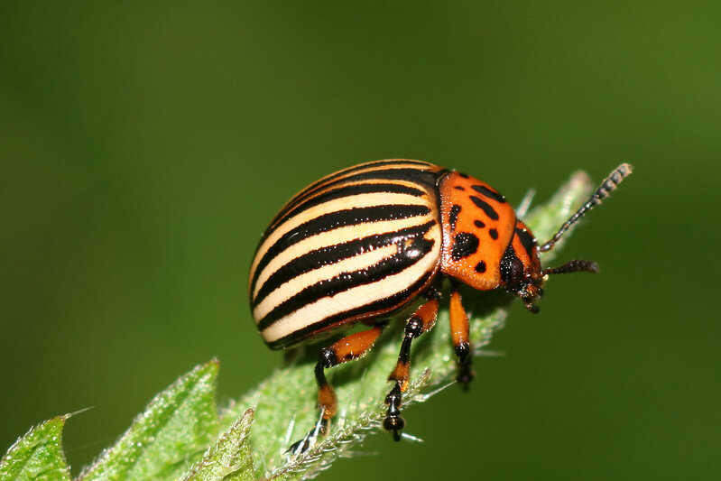 Колорадский жук. Фото scarabaeus_58 (flickr.com)
