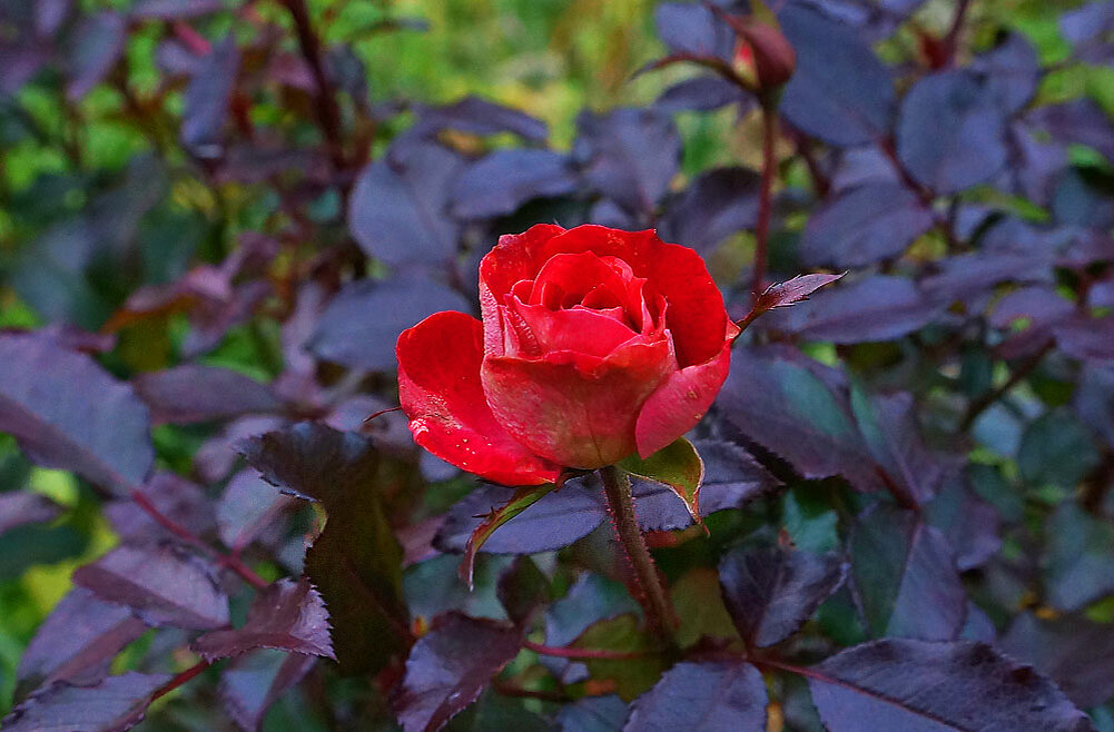 Роза, фото автора