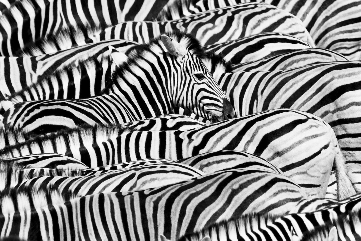 ©Lucas Bustamante, Wildlife Photographer of the Year