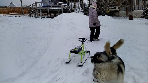 Катание на собачьей упряжке из лаек