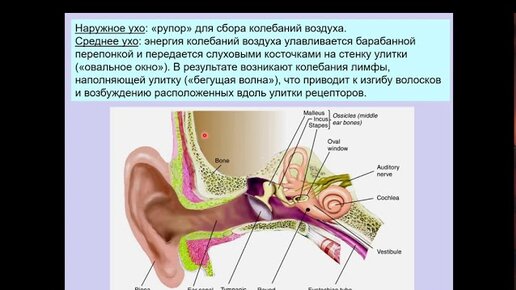 Дубынин В. А. - Физиология сенсорных и двигательных систем - Слуховая система мозга. Среднее ухо