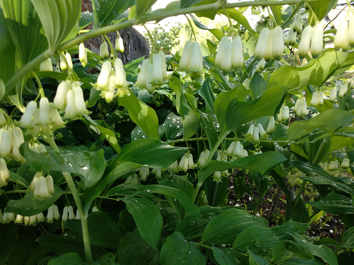 Купена многоцветкова. Фото автора