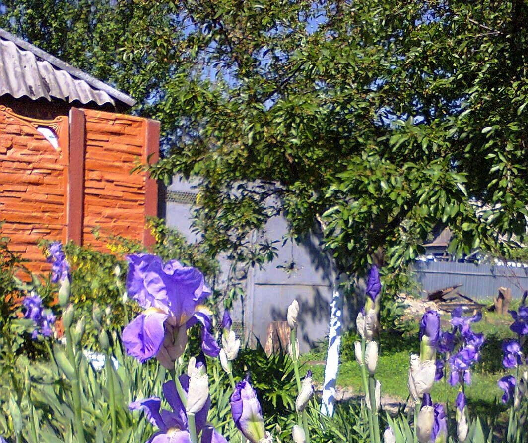 Отдал дядька свою часть в старом родительском доме племяннице 