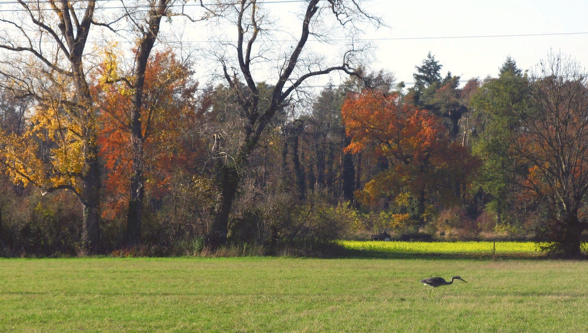 Фото Waleri. : Южная Германия Город: Мангайм Форум Грибы Говорят