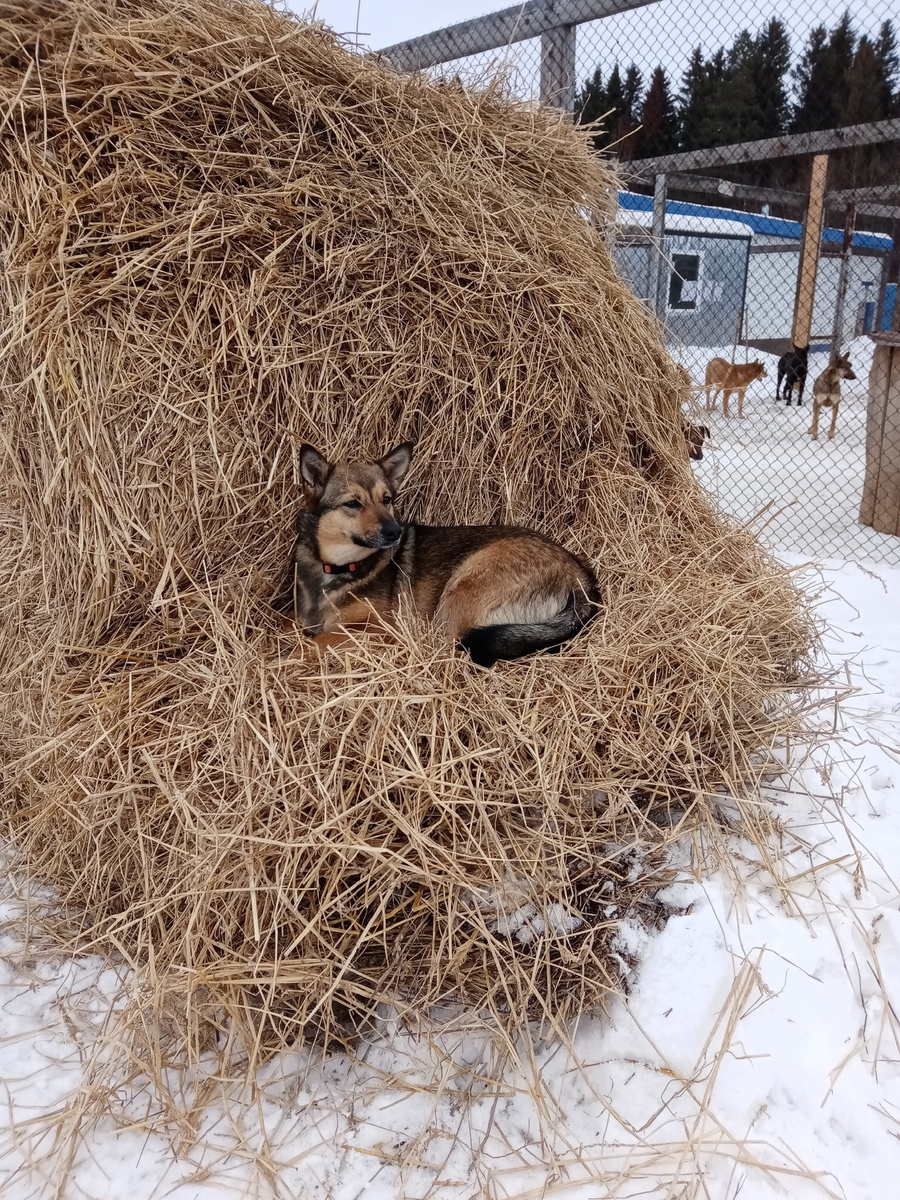 Работяга Кортни на привале 