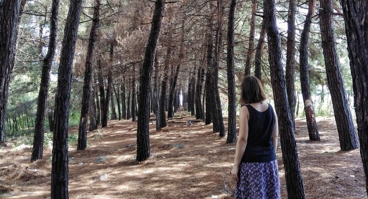 Роща сосен в Пицунде