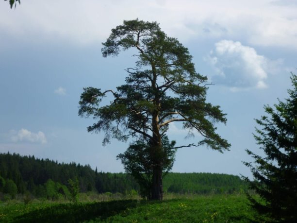 ...та самая сосна, из моего детства...Пермский край,  деревня Мусанкина...которой больше нет....