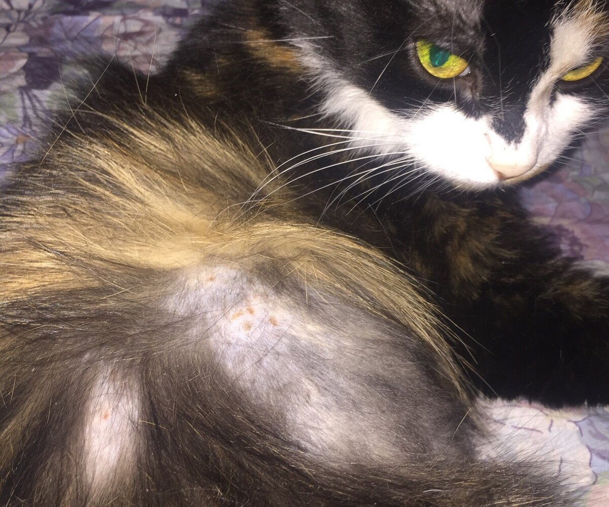 Финальная стадия