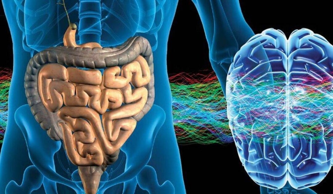 Взгляд👁‍🗨 нейрогастроэнтерологии.🧠

Человеку даны две ноги, две руки и два мозга, один из которых пульсирует в черепной коробке, а другой находится и активно работает в кишечнике. Именно второй мозг аккумулирует наше позитивное мировосприятие, хорошее настроение и, как следствие, благополучие. Нервная система кишечника — это на порядок более сложный механизм взаимодействия нервных окончаний, узлов и тканей, чем считалось ранее.
Связь с головным центром мозг № 2 поддерживает с помощью вагуса — так называемого блуждающего нерва. Однако вопреки старой трактовке с помощью этого нерва не головной мозг дает команды пищеварительной системе, а наоборот, 90 % информации поступает как раз от нервной системы кишечника в главный мозговой штаб. Головной мозг отвечает по большей части за мыслительную деятельность человека, его способность анализировать и запоминать. А вот функции второго, брюшного мозга, отнюдь не ограничены добыванием энергии из пищи и поддержанием иммунитета (что тоже важно для полноценной и здоровой жизни).
Исследования показали, что нейронные связи в кишечнике отвечают также и за наши эмоции — радость, восторг, страх, интуицию и так далее». Иными словами, это живот подсказывает голове, что чувствовать и какие эмоции испытывать. Даже за эмпатию и сопереживание чужим неприятностям брюшной мозг берет на себя ответственность. Например, мы смотрим сентиментальную ленту в кино и вдруг, глядя на страдания героев, начинаем испытывать легкое пульсирование в животе. Хотя умом мы прекрасно пониманием, что беды эти нас не касаются, нам самим ничто не угрожает и, вообще, история-то вымышленная. Но мозг в животе, вопреки голосу логики и здравому смыслу, принимает все взаправду…
Интересно, что кишечник продолжает функционировать, даже когда отсутствует связь с головным и спинным мозгом. Мозг "номер 2" самостоятельно решает все аспекты пищеварения на всем протяжении желудочно-кишечного тракта - от пищевода до кишечника и прямой кишки. При этом им используются те же инструменты, что и "благородным" мозгом: целой паутиной нейронных цепочек, нейропередатчиков и протеинов.
Эволюция свидетельствует о своей проницательности: вместо того, чтобы заставлять голову жестоко напрягаться работой миллионов нервных клеток для связи с удаленным участком организма, она предпочла передоверить управление центру, расположенному в контролируемых им зонах.
Второй мозг, это обширный банк данных, в котором миллионы лет экспериментов сохранили многочисленные поведенческие программы, готовые начать действовать в зависимости от ситуации, иными словами, пищеварения: идет ли речь о булочке, о полноценном ужине, непривычной еде или строгой диете. "Второй" мозг всегда знает, как реагировать, активизируя правильные энзимы и извлекая питательные вещества для лучшего питания организма.
Секретным оружием желудка для работы "на повышенных оборотах" является хорошо известный нейропередатчик, серотонин. Почти весь серотонин, 95%, концентрируется в кишечнике, где действует с максимальной эффективностью. Пищеварительный процесс начинается лишь тогда, когда специальные клетки (энтерохромаффин) всасывают его в стенки кишечника, который реагирует благодаря семи рецепторам и передает приказ нервным клеткам высвобождать энзимы и заставлять их циркулировать.
Серотонин также является посланником, который информирует мозг о том, что происходит в животе. Еще одним открытием стало то, что 90% информации поступает в одном направлении. Передача происходит почти всегда снизу вверх, и чаще всего сообщения бывают плохими. Так, например, происходит с распространенным синдромом расстройства желудка, которым страдает каждый третий человек. И в этом случае, как и при депрессии, одной из причин является изменение количества объема нейропередатчика: чрезмерное вместо недостаточного. Это вина молекулы, которая должна его транспортировать, "серт": у многих людей она не функционирует должным образом.