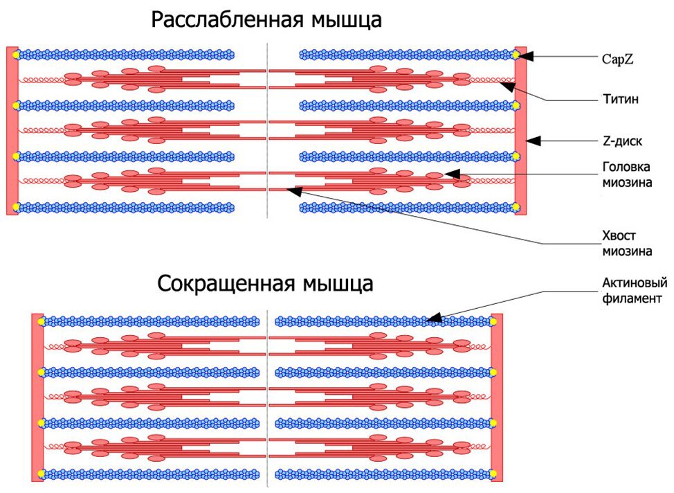 Презентация механизм сокращения мышечного волокна т система мышечного волокна