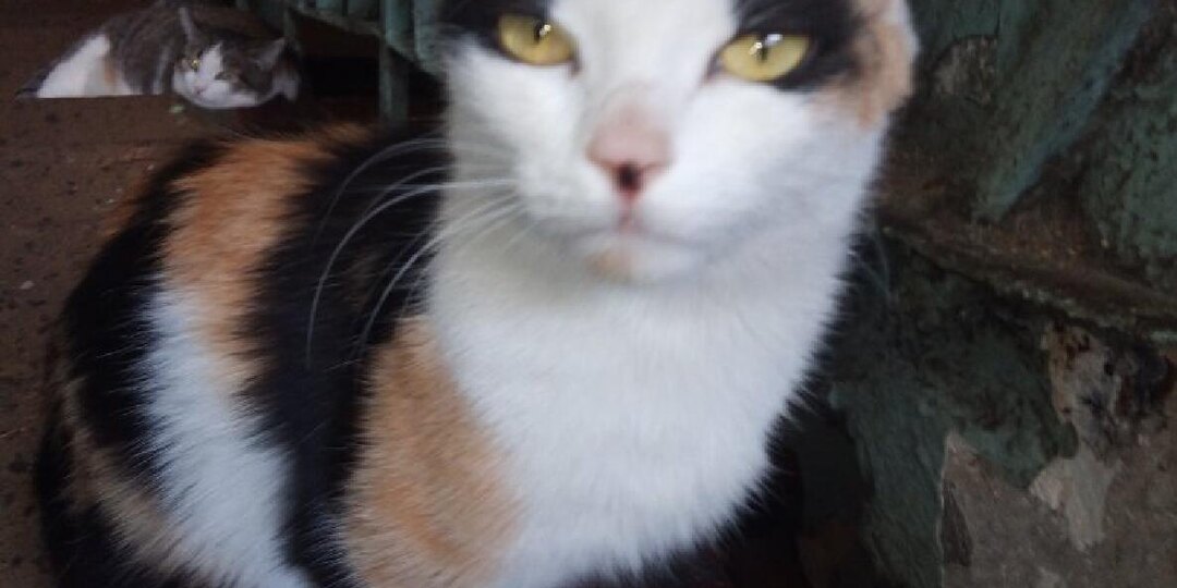 Нужен дом для кошечки