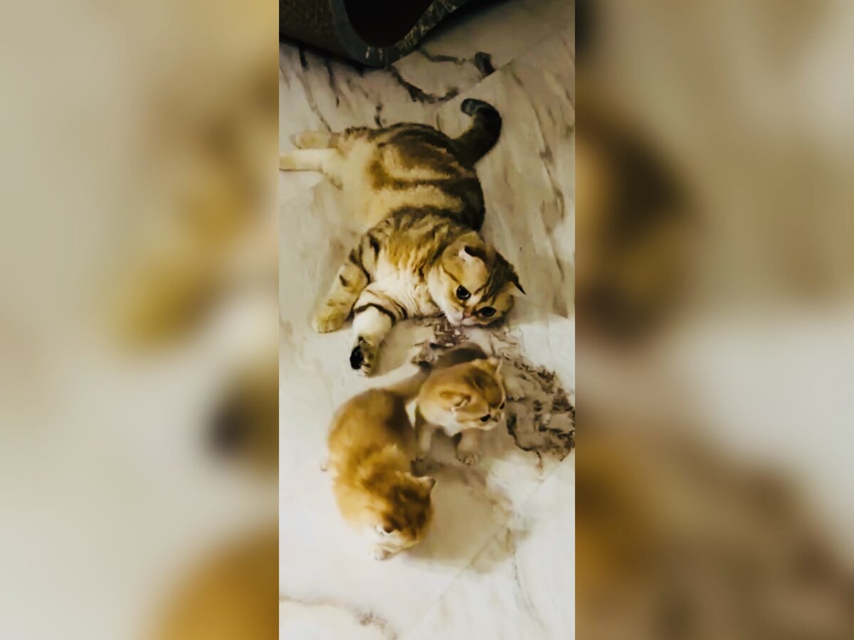 Скрин автора из открытого источника Телеграм